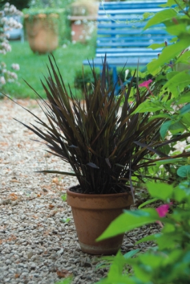 Picture of Oryza Sativa - Black Madras (Ornamental Rice)